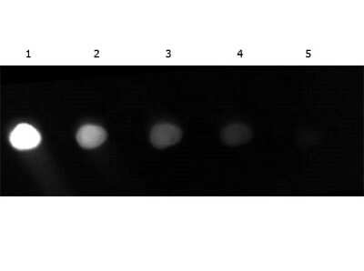 Dot Blot Analysis Using GFP Antibody